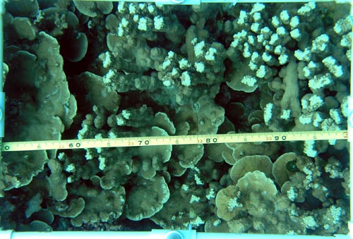 Coral bottom photoquadrat 154m
