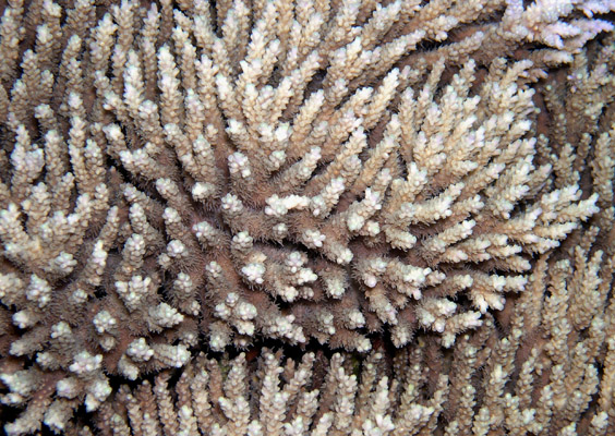 an Acropora coral