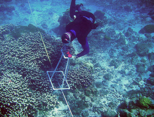diver measuring coral abundance