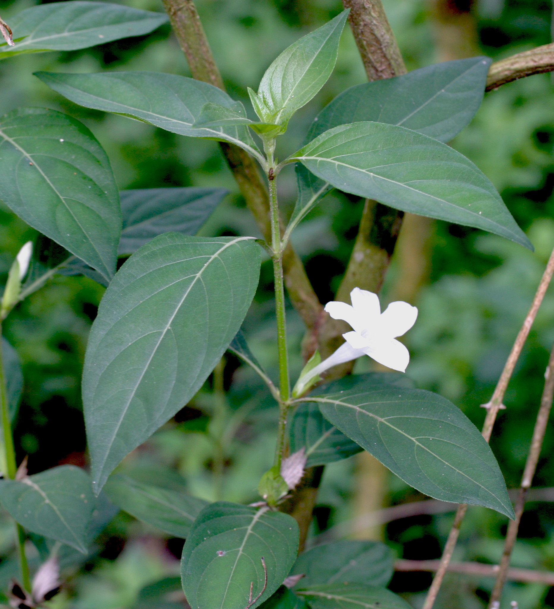 Herb with opposite leaves