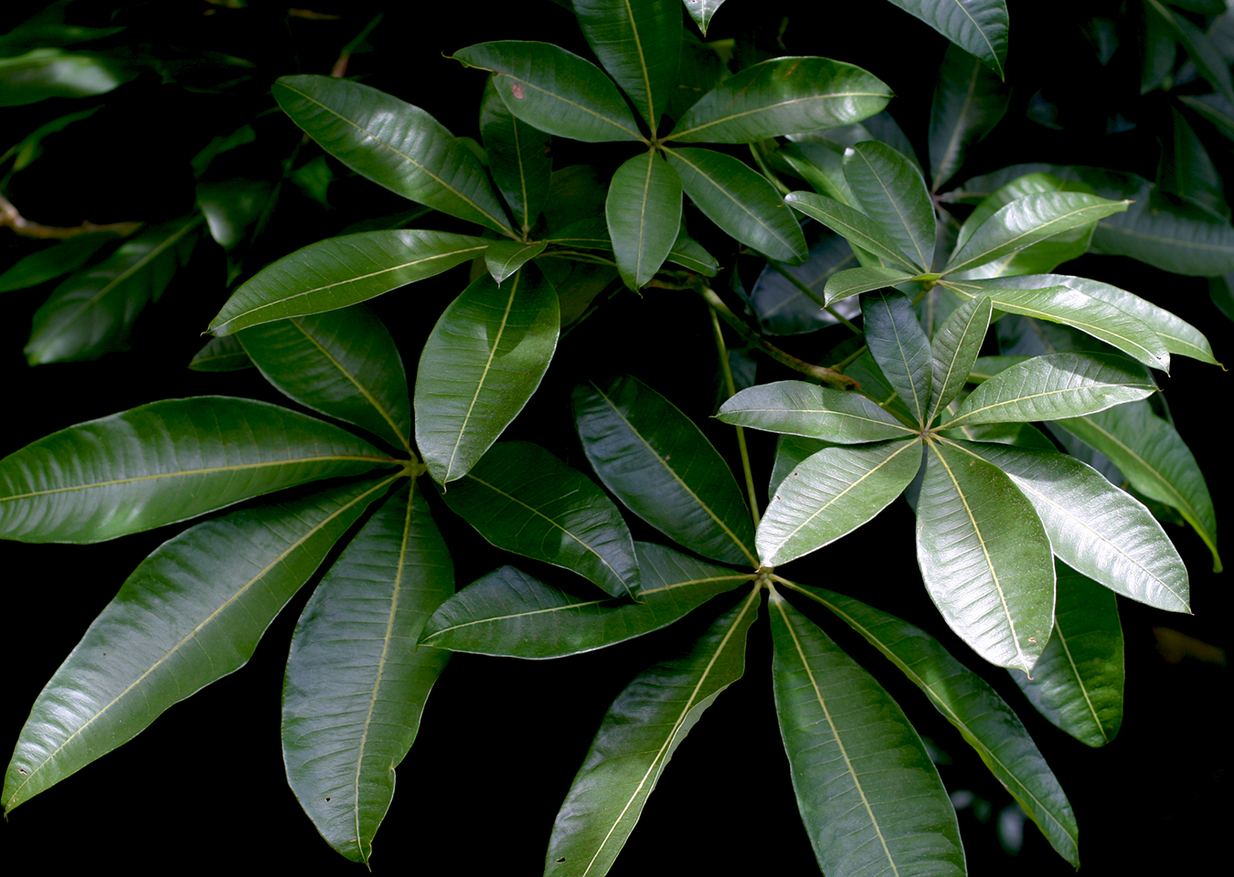 Umbrella tree compound leaves