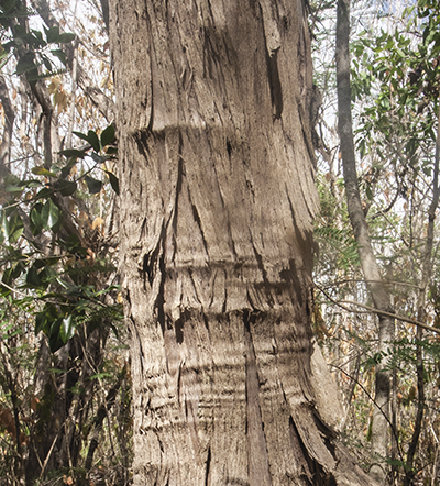 flaky bark