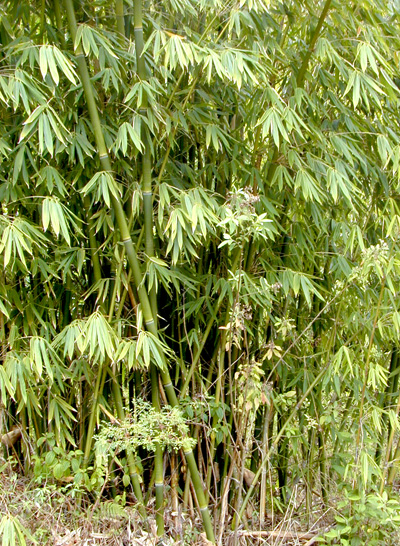 photo of bamboo