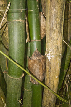 Bambusa vulgaris (Guam)