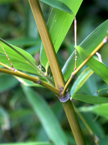 bamboo stem and two branches