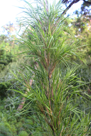 Otatea acuminata